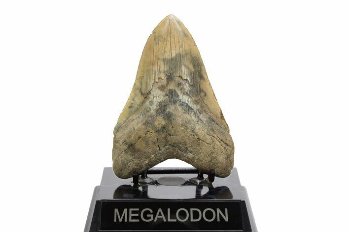 Serrated, Fossil Megalodon Tooth - Georgia #329843